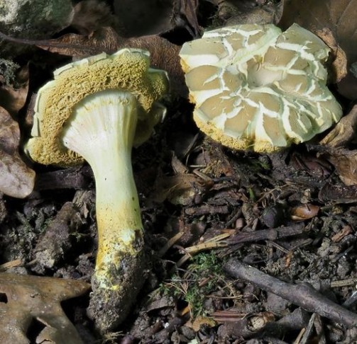 Filzröhrling bei Quercus