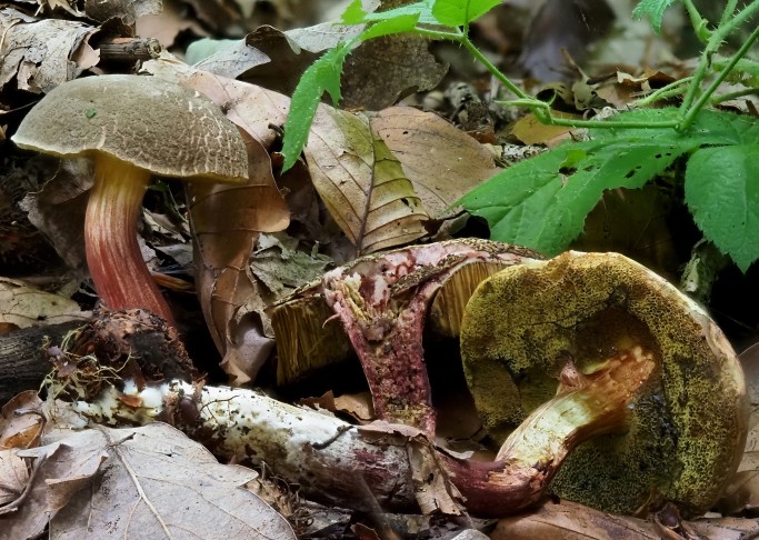  Xerocomellus  Aggregat