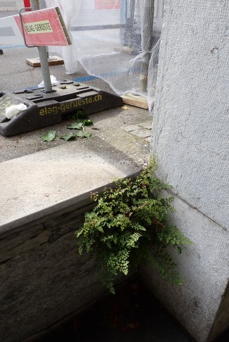 Standort des Echten Frauenhaarfarns (Adiantum capillus-veneris) in der Berner Altstadt. Bern (BE), 22.09.2024