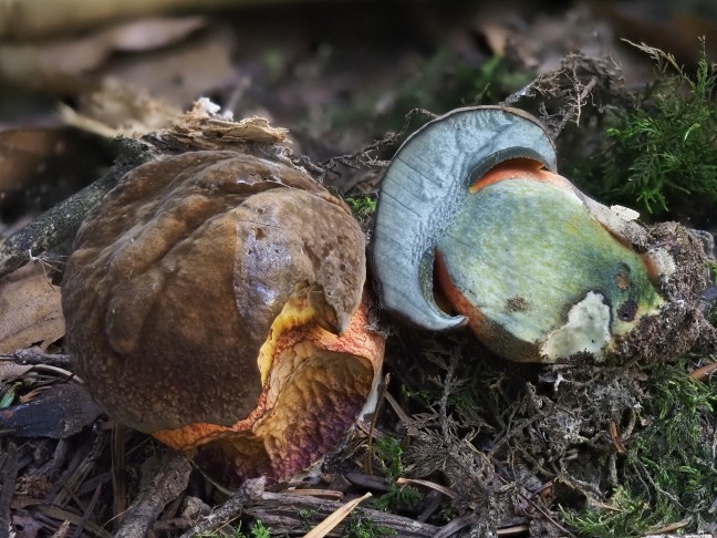 Neoboletus erythropus