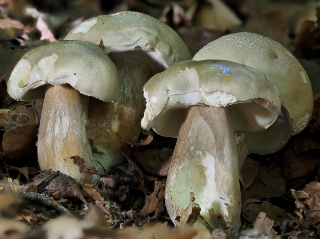 Boletus reticulatus