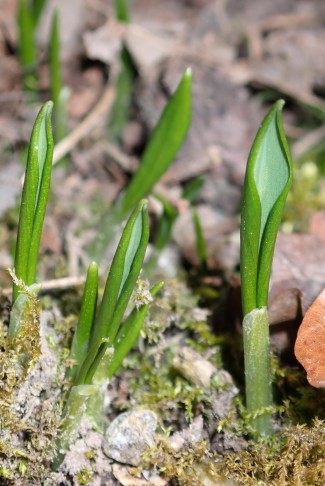 Bei den jungen Bärlauch-Blättern sind die Ränder zur hellen Seite umgerollt. Aarberg (BE), 08.03.2025
