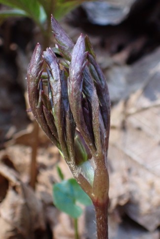 Art 1; Fiedern dunkel rot bis violett, zur Oberseite eingerollt. Croy (VD), 20.03.2025