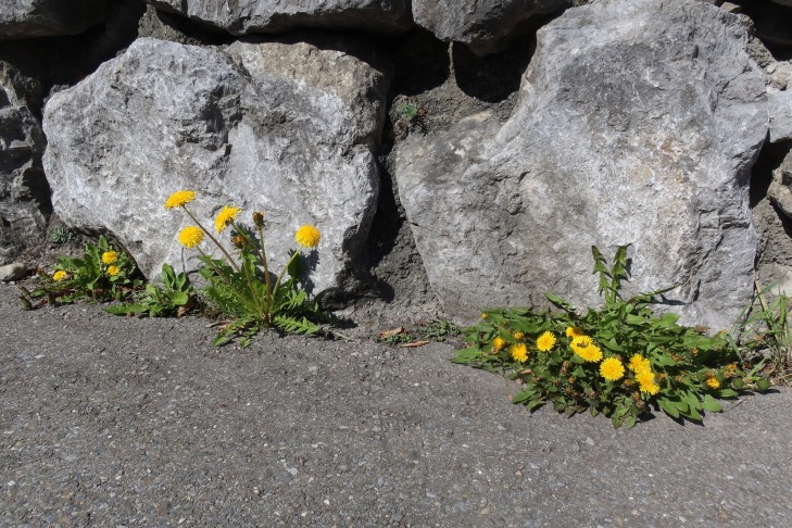 31.03.2025 Oberhofen am Thunersee