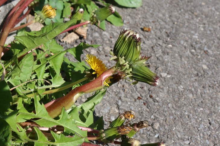 31.03.2025 Oberhofen am Thunersee