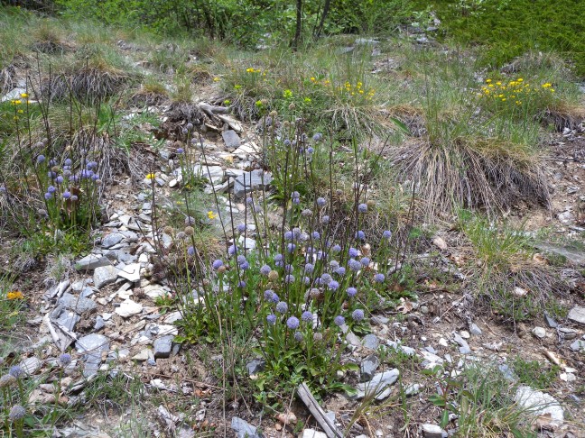 Gemeine Kugelblume (Globularia bisnagarica); 