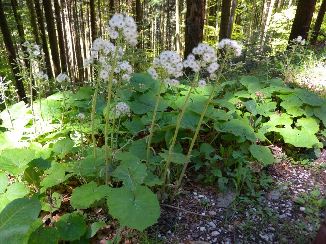 Weisse Pestwurz (Petasites albus). Ulmizberg, Köniz (BE), 05.05.2016