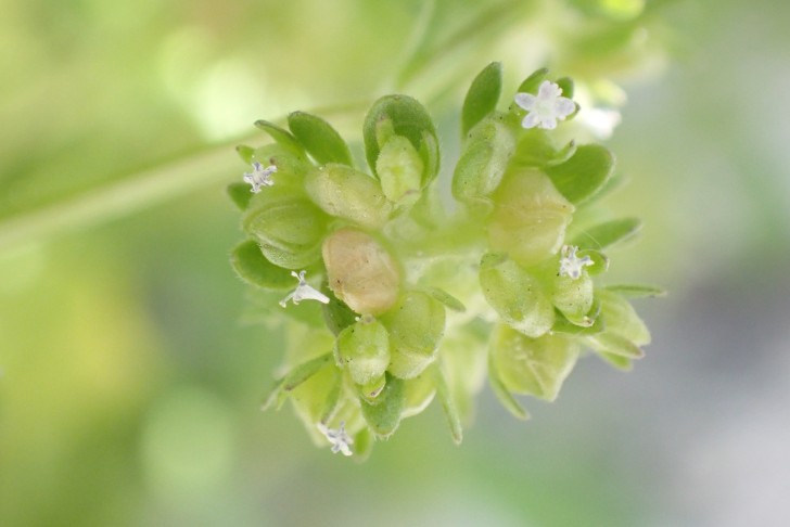 ... und reifende Früchte des Echten Ackersalats (Valerianella locusta). La Neuveville (BE), 02.05.2025