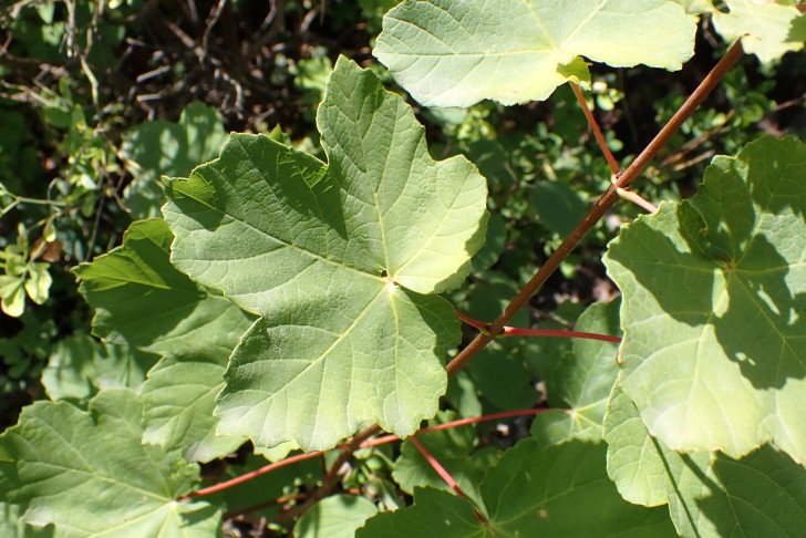 Acer opalus (bei Sion, 22.7.2022)