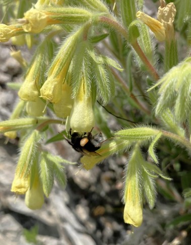 Onosma pseudoarenaria, 19.05.2025