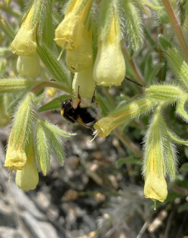 Onosma pseudoarenaria, 19.05.2025
