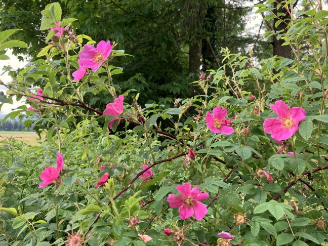 die Blüten sind rosa bis dunkelrot und verströmen einen angenehmen Duft. Kiesen (BE), 27.05.2025