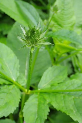 Noch geschlossener Blütenkopf der Behaarten Karde (Dipsacus pilosus). Stöckmattwald, Stans (NW), 05.06.2025
