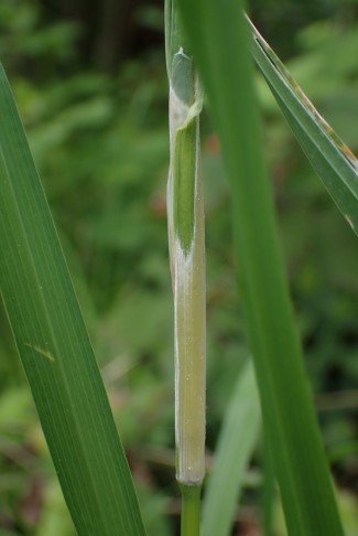 Wiesen-Knäuelgras (Dactylis glomerata) mit weissem Pilzbefall. Aargauerstalden Bern (BE), 28.04.2024