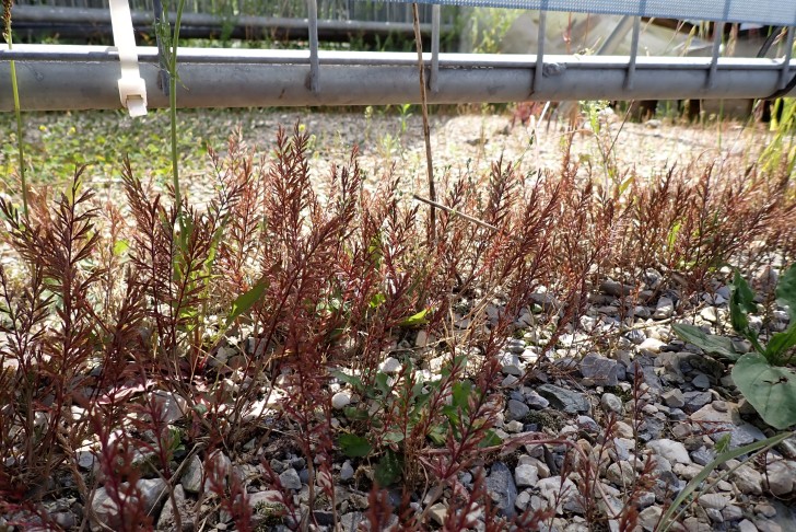 Steifgras (Catapodium rigidum) unter einem Baustellenzaun in Sugiez (FR),  14.06.2025