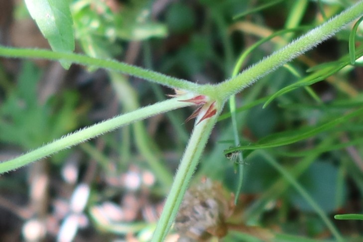 11.06.2025 Geranium dissectum