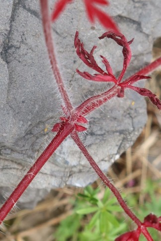 16.06.2025 Geranium robertianum