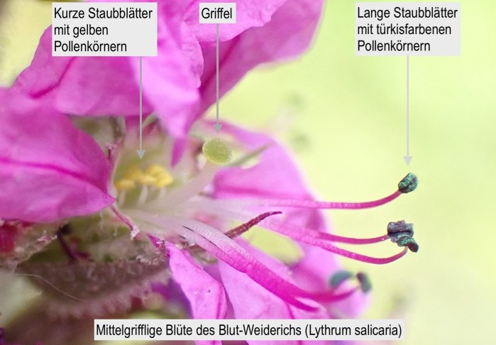 Mittelgrifflige Blüte des Blut-Weiderichs (Lythrum salicaria). Meienried (BE), 26.06.2025