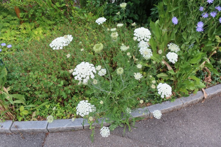 30.06.2025 Oberhofen am Thunersee