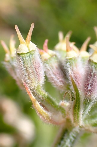 Früchte dicht weiss behaart. Eigergletscher (BE), 10.07.2025