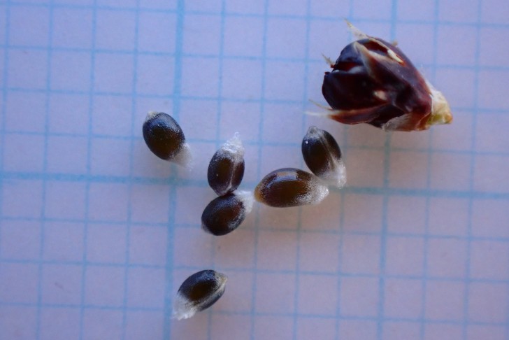 Elaiosom knapp 0.5 mm lang. 17.07.2025