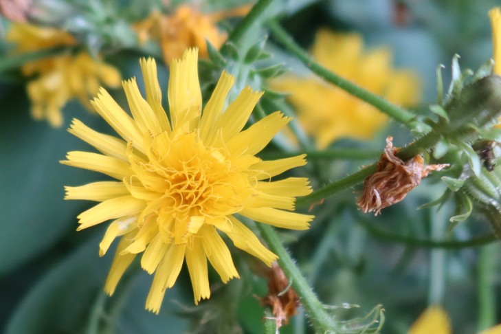 14.07.2025 Oberhofen