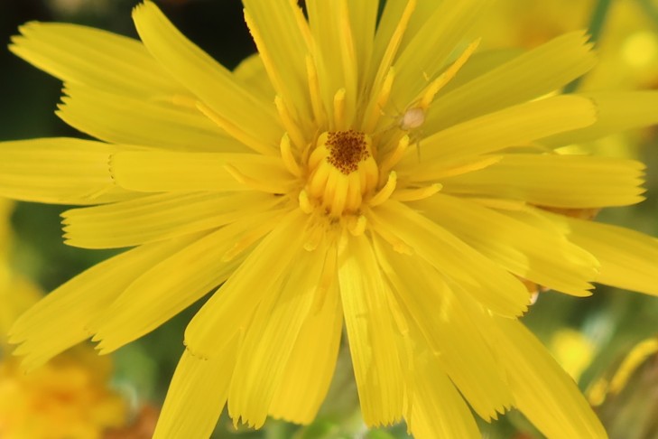 18.07.2025 Oberhofen