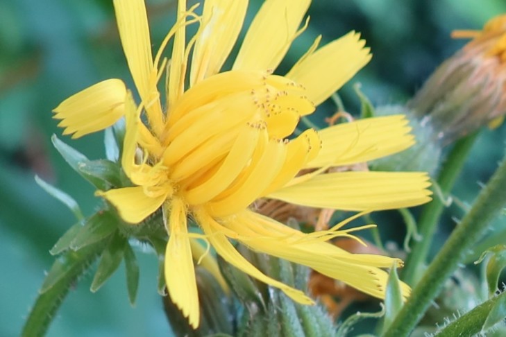 20.07.2025 Oberhofen