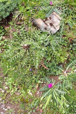 Silberdistel (Carlina acaulis) Mitte links; Stängellose Kratzdistel (Cirsium acaule) rechts unten und oben. Iffigenalp (BE), 29.07.2025