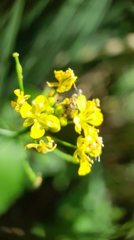 Die Blüten sind richtig gelb und relativ klein (Durchmesser klar unter 1 cm)