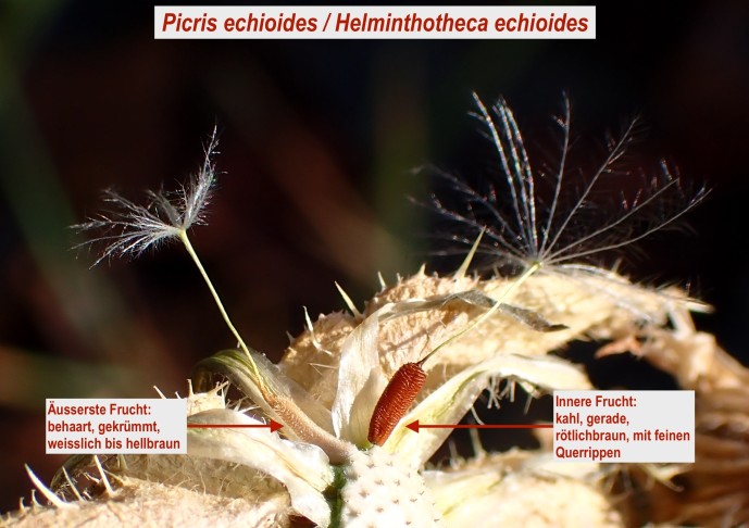 Verschiedenfrüchtigkeit (Heterokarpie) beim Natterkopfartigen Bitterkraut (Picris echioides). Studen (BE), 18.08.2025