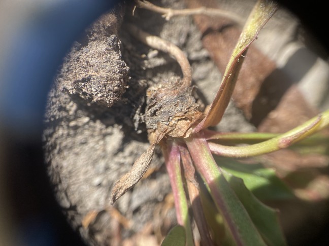 braunscharzer Wurzelstock