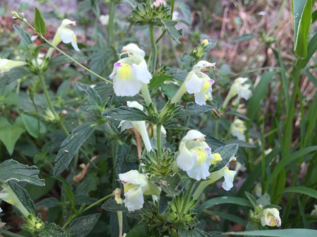 17.08.2018 Diese in der Schweiz seltene Galeopsis traf ich von einigen  Jahren am Strassenrand im Schwarzwald.