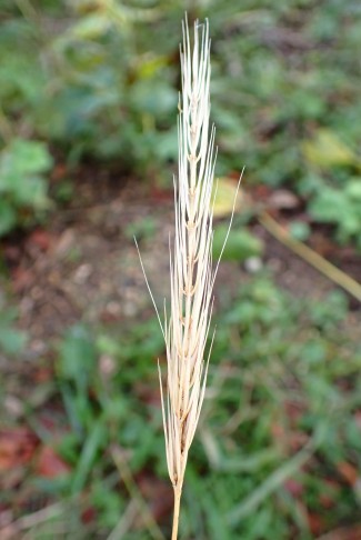 Ähren-Skelett im Wald. Beim Reinzoomen sind an der Ährenachse die kurzen Stielchen der bereits abgefallenen Ährchen zu sehen. Chasseral (BE), 28.09.2025