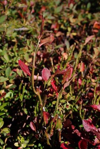 Art 3: Blätter bereits rot verfärbt; Zweige grün. 29.09.2025