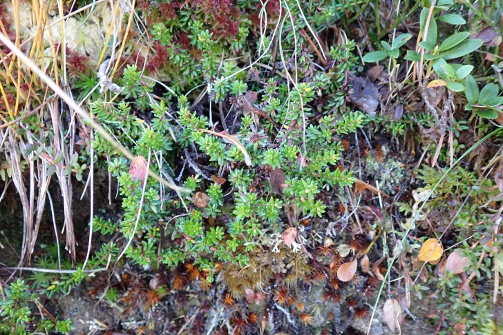 Art 7: Und ein paar Meter entfernt, am Wegbord, die Ericaceae Nr. 7. 29.09.2025