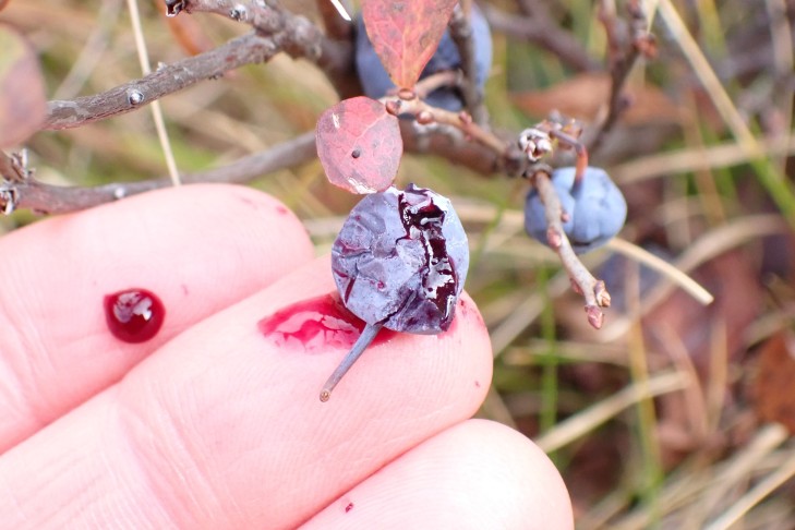 Fruchtfleisch der Rauschbeere (Vaccinium uliginosum aggr.) dunkelrot. Preda (GR), 06.10.2025