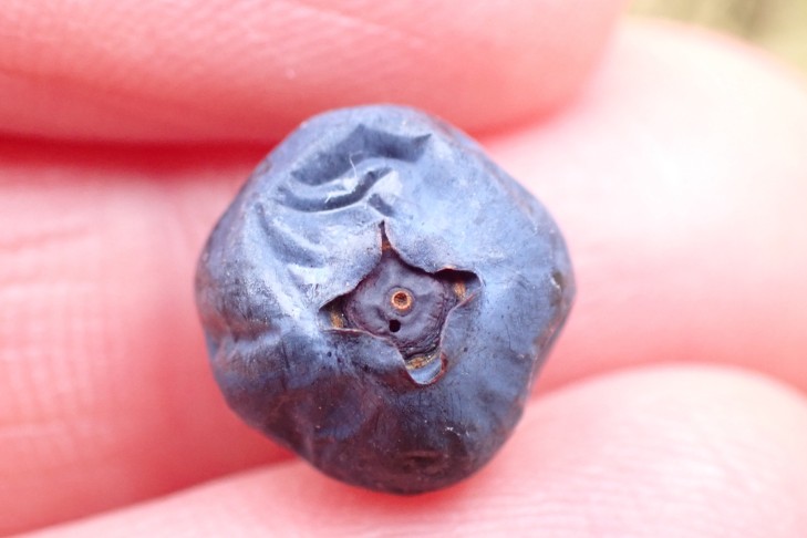 Rauschbeere (Vaccinium uliginosum aggr.). Preda (GR), 06.10.2025