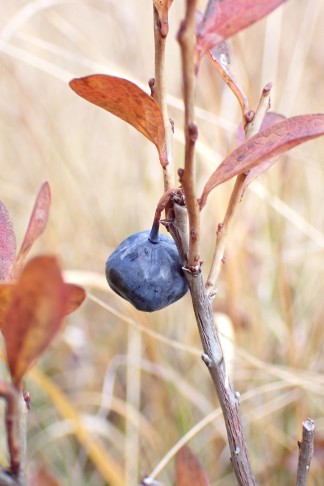 Rauschbeere (Vaccinium uliginosum aggr.). Preda (GR), 06.10.2025