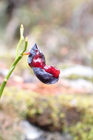 Hier ist die Herbstwelt in Ordnung: Heidelbeere (Vaccinium myrtillus) mit dunkelrotem Fruchtfleisch. Preda (GR), 06.10.2025