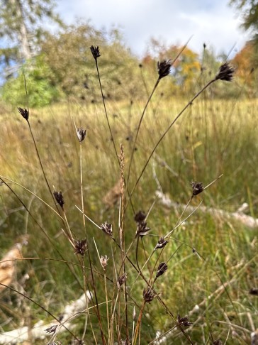 10.10.2025 Typisch ausgeprägter S. nigricans mit Samen. In brach liegender Fläche.