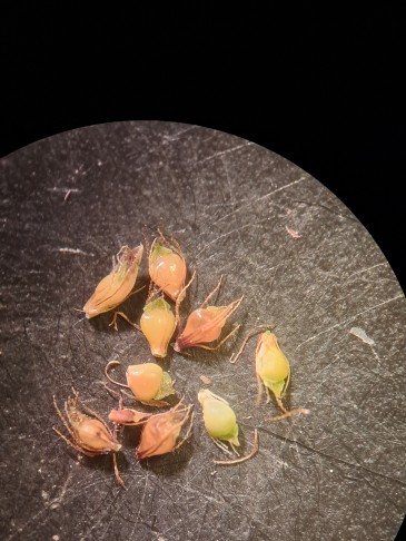 1_  relativ schmale Griffelbasis