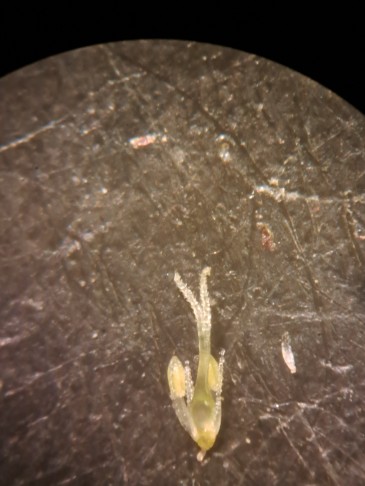 2_  2 Narben, 2 Staubblätter