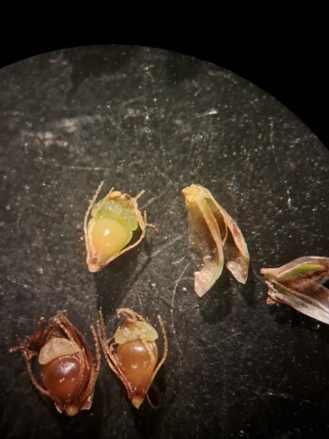 PFLANZE 3:
eher obtusa: sehr breite Griffelbasis. 
Bonfol, 3.9.205