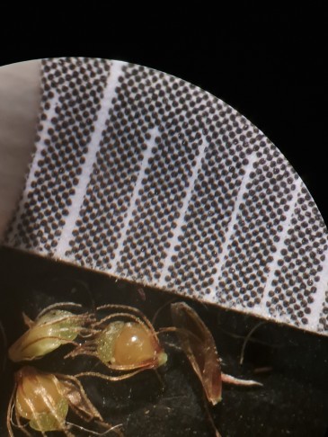 3_  Griffelbasis und Samen rund 1 mm breit