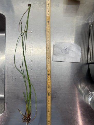 3_  Pflanze fast 50 cm hoch, St. unten deutlich >1mm, ziemlich aufrecht - aber: auch die längsten Ähren maximal 8 mm, die andern kürzer!