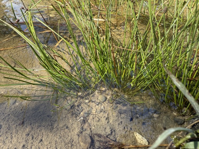 PFLANZE 4
Diese kleinen, aber stämmigen Pflanzen aus Thun wurden vor mir mehrfach als obtusa bestimmt. 
Thun, 28.09.2025