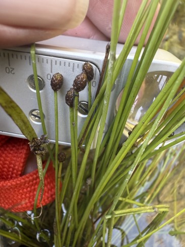 4_  nicht grosse, aber stämmige Stängel. Ähren deutlich unter 8mm lang !
