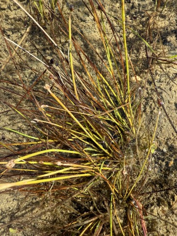 4-  ebenfalls in Thun