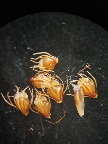 PFLANZE 5
Griffelbasis teilweise fast so breit wie Frucht. 
Bonfol, 03.09.2025